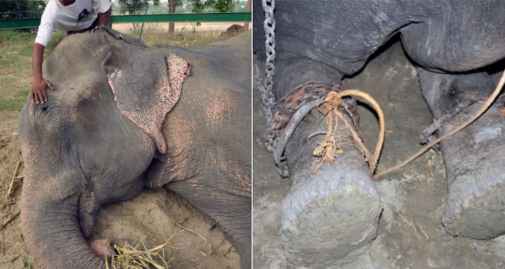 Tortyr, Elefant, Rädda, Indien